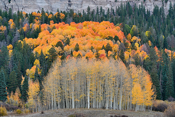Fall Colors 303