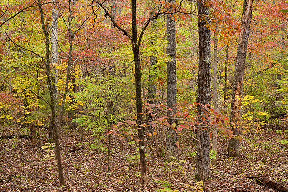 Grand Gulf State Park 2