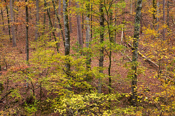 Beavers Bend State Park 5