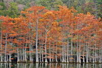Beavers Bend SP, Cypress trees 1