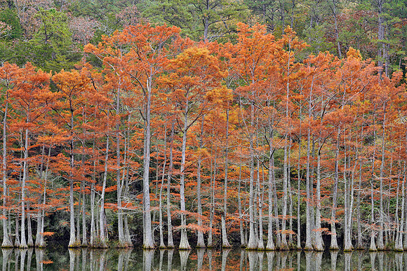 Beavers Bend SP, Cypress trees 1