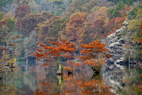 Beavers Bend SP, Cypress trees 2