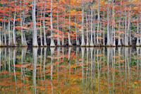 Beavers Bend SP, Cypress trees 3