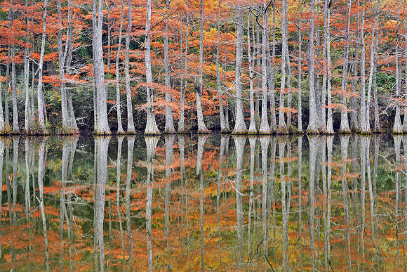 Beavers Bend SP, Cypress trees 3