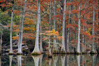 Beavers Bend SP, Cypress trees 4