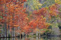 Beavers Bend SP, Cypress trees 5