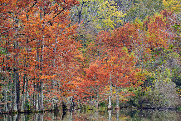 Beavers Bend SP, Cypress trees 5