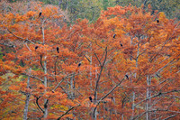 Beavers Bend SP, Cypress trees and birds