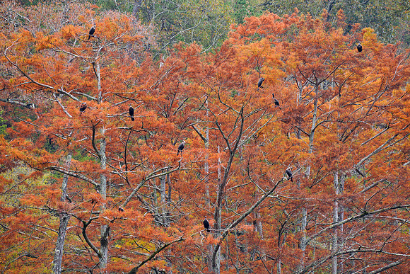 Beavers Bend SP, Cypress trees and birds
