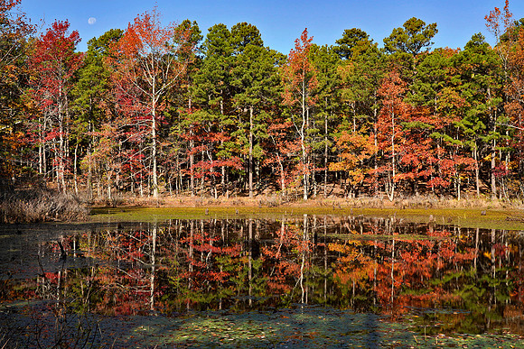 Pond reflection with moon