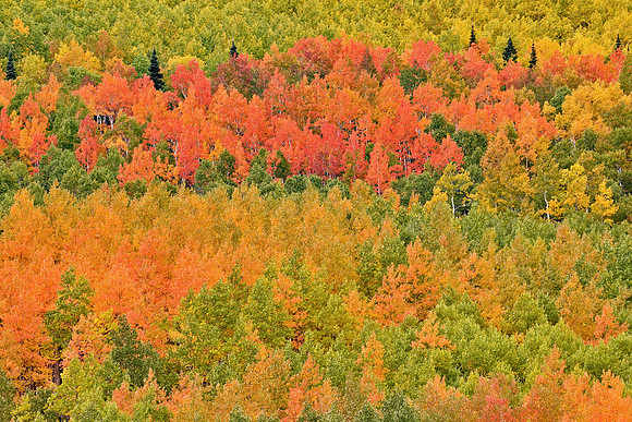Fall Colors 263
