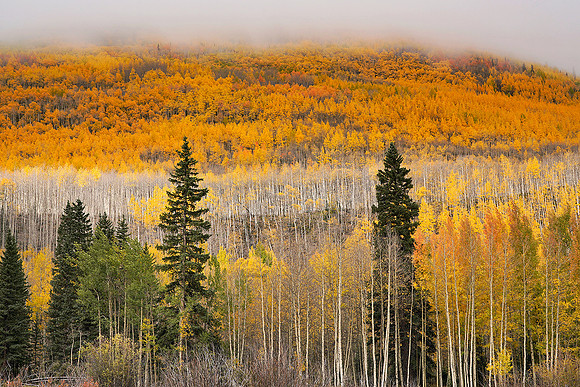 Fall Colors 161