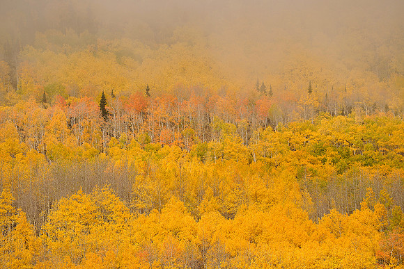 Fall Colors 162