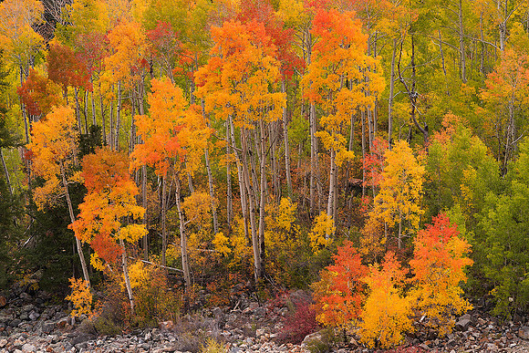 Fall Colors 184