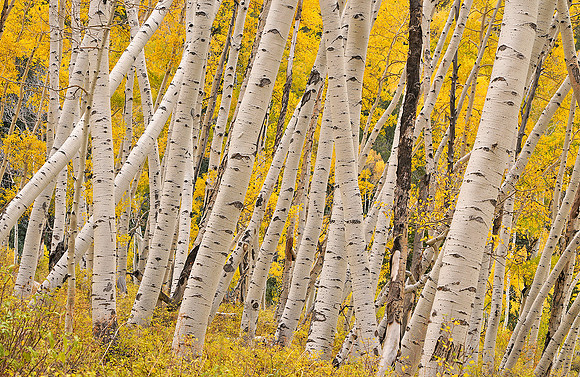 Fall Colors 195
