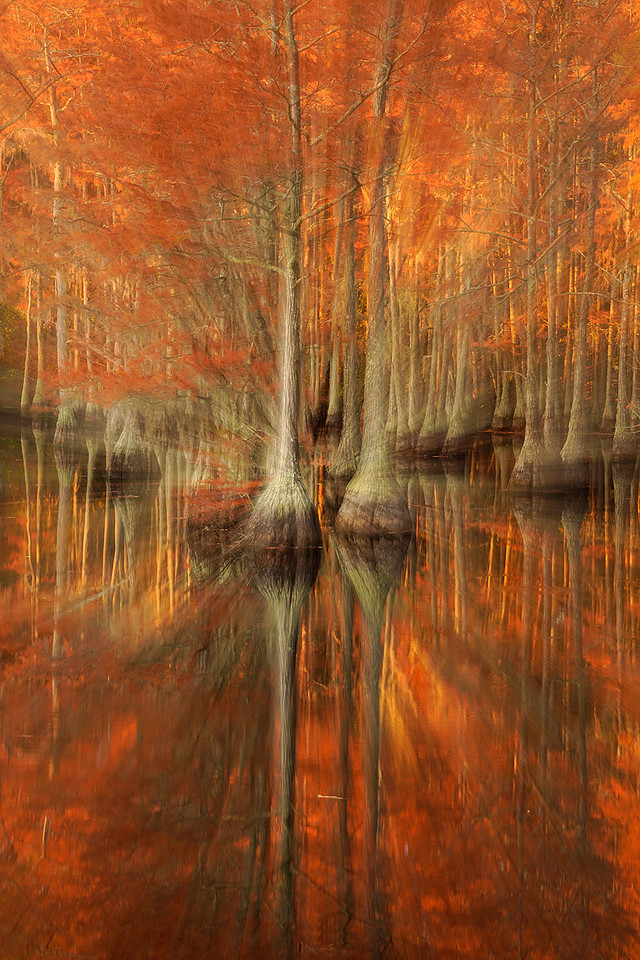 Abstract cypress trees 6