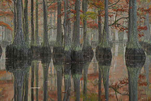 Cypress trees and the swamps 6