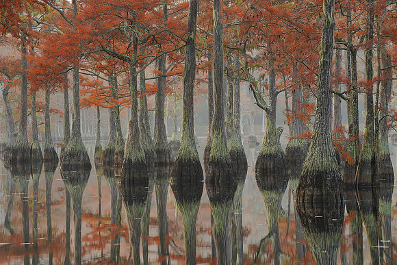 Cypress trees and the swamps 7