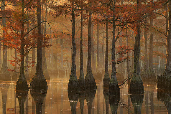 Cypress trees and the swamps 8