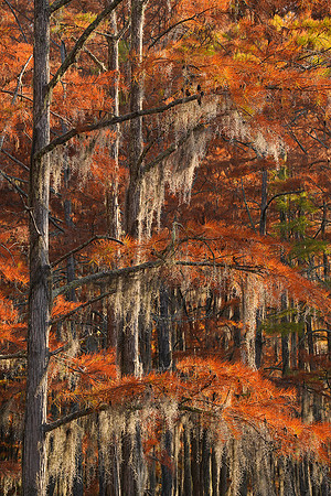 Cypress trees and the swamps 9