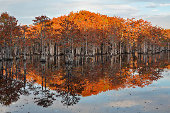 Cypress trees and the swamps 11
