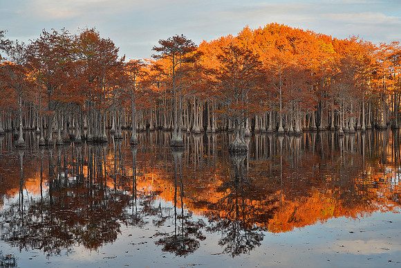Cypress trees and the swamps 12