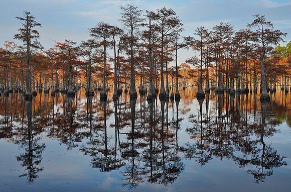 Cypress trees and the swamps 10