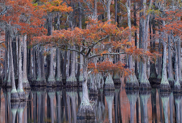 Cypress trees and the swamps 13