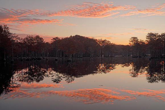 Cypress trees and the swamps 14