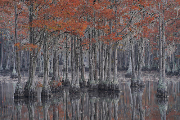 Cypress trees and the swamps 16