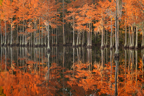Cypress trees and the swamps 17