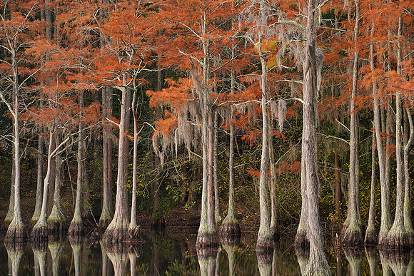 Cypress trees and the swamps 15