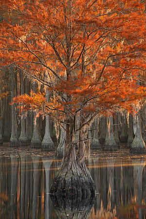 Cypress trees and the swamps 18