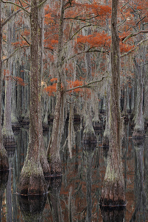 Cypress trees and the swamps 19