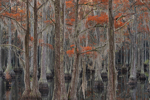 Cypress trees and the swamps 20