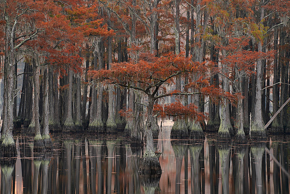 Cypress trees and the swamps 23