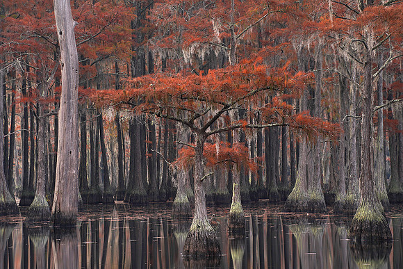Cypress trees and the swamps 22