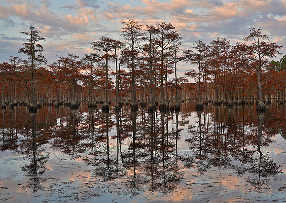 GA, Cypress trees and the swamps 21