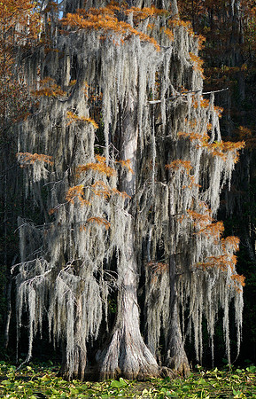 Cypress trees and the swamps 24