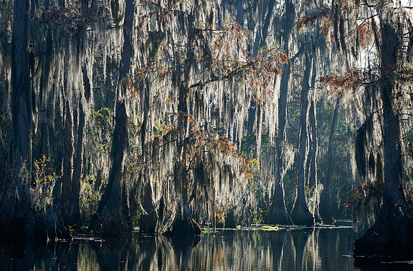 Cypress trees and the swamps 25