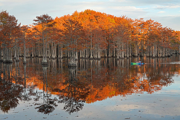 Cypress trees and the swamps with kayaker 2