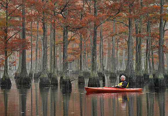 Cypress trees and the swamps with kayaker