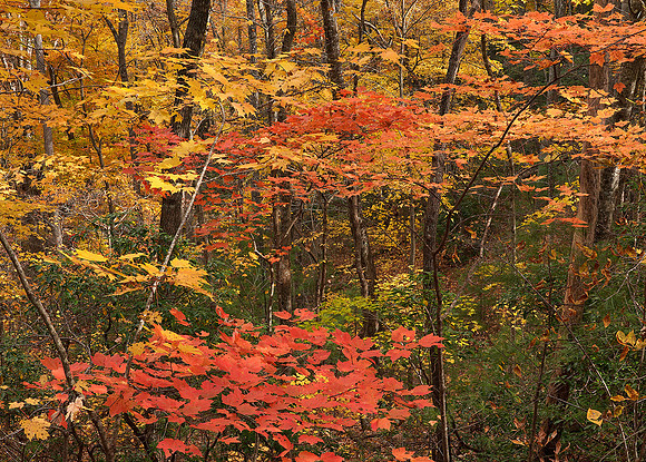 Fall colors 2