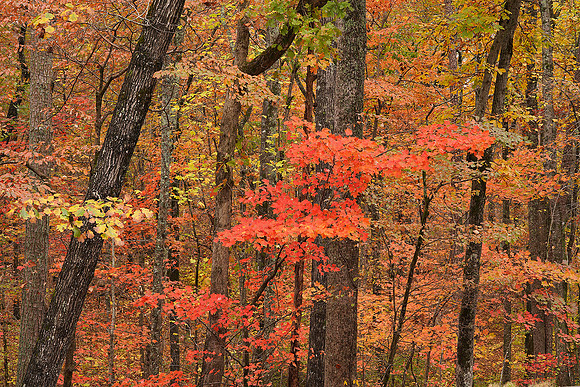 Fall colors 1