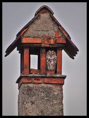 Owl in chimney