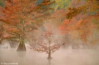 AR, Cypress Trees 5
