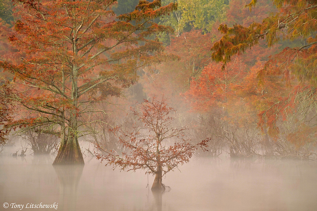 AR, Cypress Trees 5