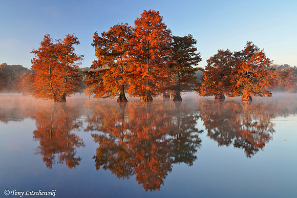 AR, Cypress Trees 4