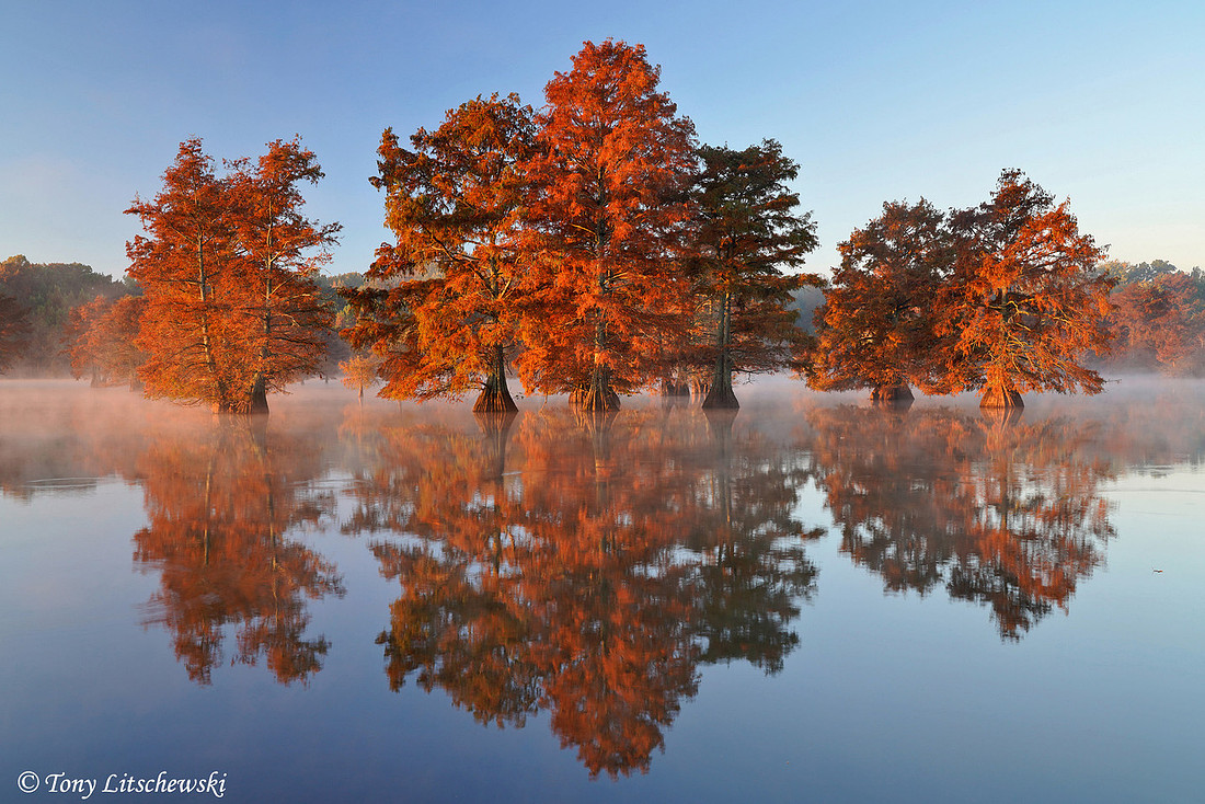 AR, Cypress Trees 4