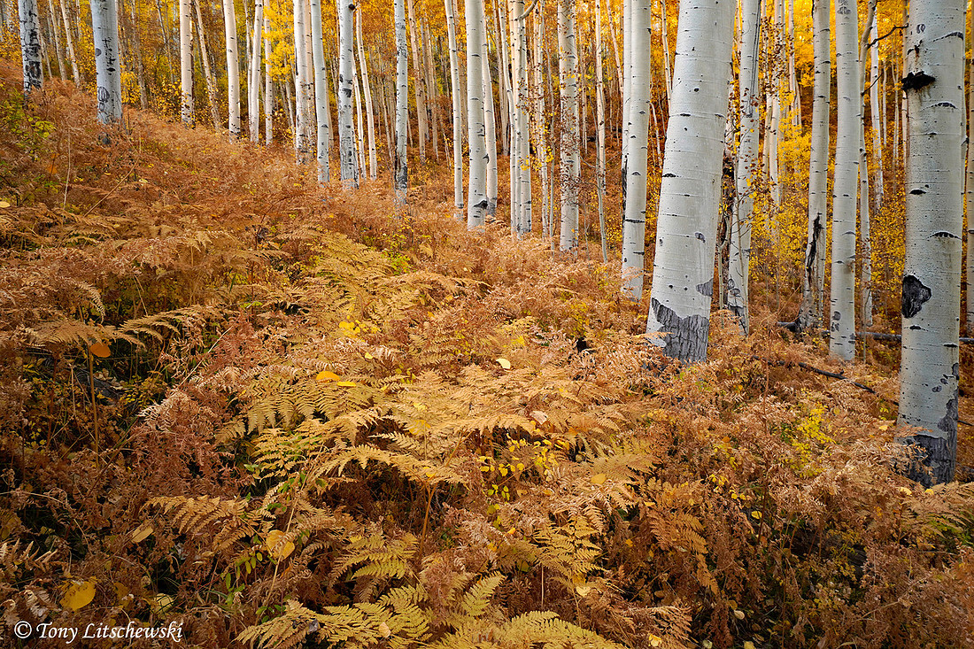 Fall Colors 27, CO